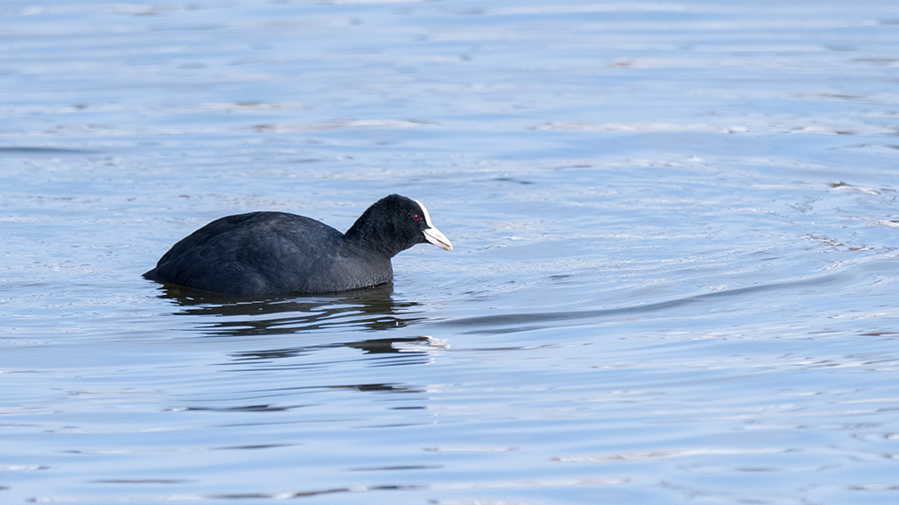 Eurasian Coot